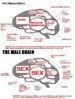 male-female-brain.jpg