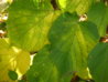 DSC05269.JPG