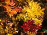 DSC05259.JPG