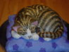 Cat_Cake_2_by_Shoshannah84.jpeg