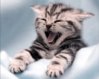 40155-cats-.jpeg