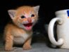 how-to-solve-cat-behavior-problems-2.jpeg
