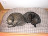 CIMG0659.JPG