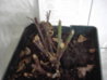 PICT0019.JPG
