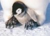 pingu.jpg