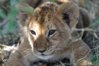 Loewen-Baby-II-a29507441.jpg