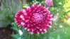 DSC_0116.jpg