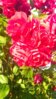 DSC_0135.jpg
