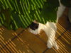 SAM_0520.JPG