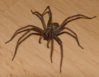 mz000662-Hausspinne.jpg