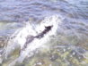 DSCN1816.JPG