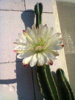 Foto0001.jpg