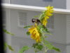 SDC10843.JPG