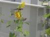 SDC10847.JPG