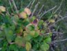 IMG_20130818_201641.jpg