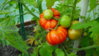 spanische-Tomate.JPG