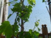 SDC11011.JPG