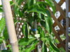 SDC11012.JPG