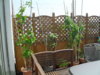 SDC11013.JPG