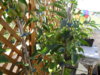 SDC11023.JPG