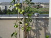 SDC11048.JPG