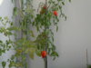 SDC11049.JPG