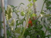 SDC11051.JPG