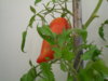 SDC11050.JPG