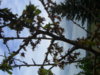 PICT1529.JPG