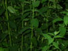 PICT1195.JPG