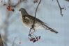 800px-Turdus_pilaris_Drozd17feb2007.jpg