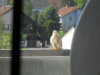 vogel 2011 002.jpg