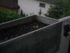 turmfalke 010.jpg