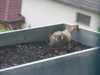 Turmfalke 015.jpg