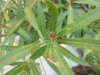 Oleander.jpg