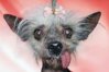 miss_ellie_ugliest_1112552p.jpg