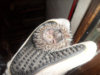 igel1.jpg