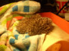 igel2.jpg