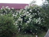 02062011118Garten.jpg