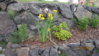 20110530 Iris.jpg