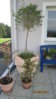 20110530 Olive.jpg