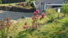 20110530 Weigelie rot.jpg