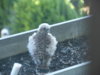 Turmi 7.2011 017.jpg