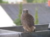 Turmi 7.2011 050.jpg