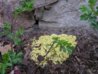t_p4170139a_925.jpg