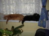 DSCN4463.jpg