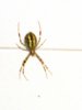 spinne.jpg