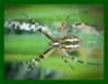 Garten_Spinne_Insekt.jpg