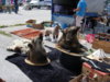 DSCN0365.jpg