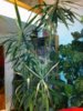 Palme1.JPG